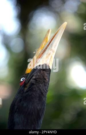 Une femelle adulte de Rhinoceros hornbill (Buceros rhinocéros) est photographiée au zoo de Bali à Singapadu, Sukawati, Gianyar, Bali, Indonésie. Banque D'Images