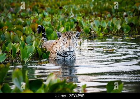 Gros plan d'une jeune Jaguar debout dans des eaux peu profondes avec des reflets, lit de jacinthes d'eau à l'arrière et sur les côtés, face à la caméra, humeur de l'aube, Pantanal Banque D'Images