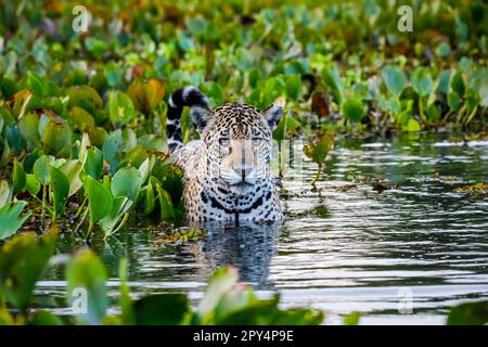 Gros plan d'une jeune Jaguar debout dans des eaux peu profondes avec des reflets, lit de jacinthes d'eau à l'arrière et sur les côtés, face à la caméra, humeur de l'aube, Pantanal Banque D'Images