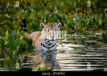 Gros plan d'une jeune Jaguar debout dans des eaux peu profondes avec des reflets, lit de jacinthes d'eau à l'arrière et sur les côtés, face à la caméra, humeur de l'aube, Pantanal Banque D'Images