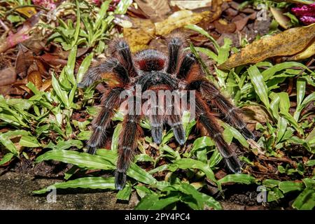 Gros plan d'une tarantula rose de saumon brésilien assise dans l'herbe verte, Pantanal Wetlands, Mato Grosso, Brésil Banque D'Images