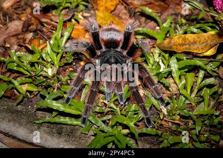 Gros plan d'une tarantula rose de saumon brésilien assise dans l'herbe verte, Pantanal Wetlands, Mato Grosso, Brésil Banque D'Images