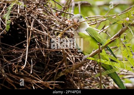 Monk Parakeet perchée sur une branche de son nid, Pantanal Wetlands, Mato Grosso, Brésil Banque D'Images