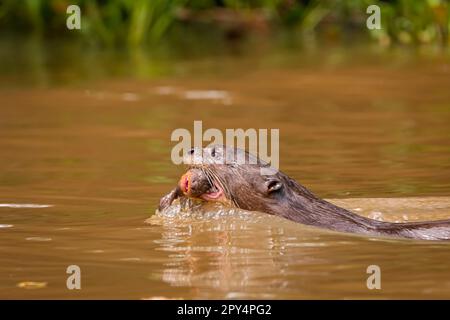 Gros plan d'un Otter géant nageant dans une rivière avec son bébé dans la bouche, vue latérale, Pantanal Wetlands, Mato Grosso, Brésil Banque D'Images