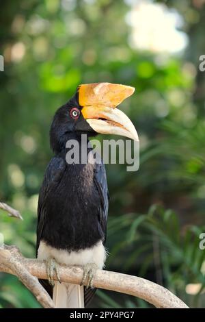 Une femelle adulte de Rhinoceros hornbill (Buceros rhinocéros) est photographiée au zoo de Bali à Singapadu, Sukawati, Gianyar, Bali, Indonésie. Banque D'Images