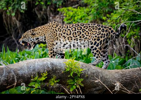 Gros plan d'une Jaguar se tenant debout dans un comportement menaçant sur un tronc d'arbre, rugissement, bouche ouverte, montre des dents, zones humides du Pantanal, Mato Grosso, Brésil Banque D'Images
