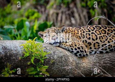 Gros plan d'une Jaguar endormie reposant à plat sur un tronc d'arbre, tête à la caméra, Pantanal Wetlands, Mato Grosso, Brésil Banque D'Images