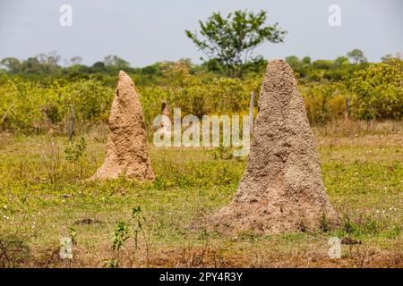 Termite monte dans le paysage rural des zones humides du Pantanal, Mato Grosso, Brésil Banque D'Images
