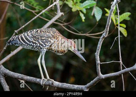 Heron tigre fascié avec beau plumage à motifs sur une branche sur fond naturel sombre, Pantanal Wetlands, Mato Grosso, Brésil Banque D'Images