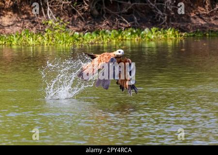 Le Faucon à col noir vient de toucher la surface de l'eau pour attraper des proies, se levant dans un jet d'eau sur fond naturel, Pantanal Wetlands, Mato Grosso, Bra Banque D'Images