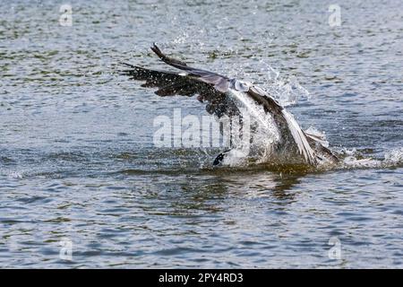 Cocoi Heron plongée dans l'eau pour pêcher, Pantanal Wetlands, Mato Grosso, Brésil Banque D'Images