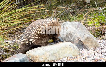 Echidna australien à Cradle Mountain, Tasmanie, Australie Banque D'Images