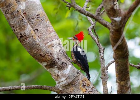 Pic ligné assis sur un tronc d'arbre sur fond vert, Pantanal Wetlands, Mato Grosso, Brésil Banque D'Images