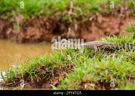 Petit Yacare Caiman situé sur un bord de rivière herbeux avec tête surélevée, Pantanal Wetlands, Mato Grosso, Brésil Banque D'Images