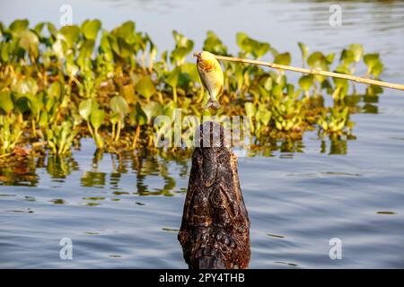 Yacare Caiman tente de capturer un piranha sur un bâton, Pantanal Wetlands, Mato Grosso, Brésil Banque D'Images