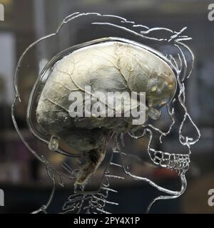Photo du dossier datée du 10/03/2011 d'un vrai cerveau humain suspendu dans un liquide avec un squelette à l'échelle, un système nerveux central et une silhouette humaine sculptés dans l'acrylique. Les scientifiques sont à la recherche de « super mémorisateurs » pour participer à une nouvelle étude sur les personnes aux souvenirs exceptionnels. Des universitaires de l'Université de Cambridge tentent de découvrir pourquoi certaines personnes sont beaucoup mieux à se souvenir que d'autres. Toute personne qui croit avoir une mémoire exceptionnelle est invitée à passer une enquête en ligne et un test de mémoire. Date de publication : mercredi 3 mai 2023. Banque D'Images