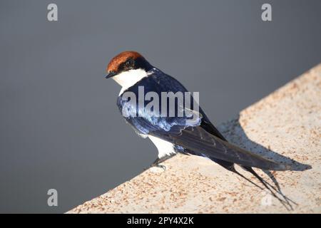 Rotkappenschwalbe / hirondelle à queue métallique / Hirundo smithii Banque D'Images