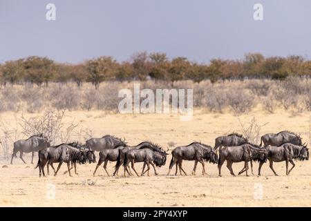 Un troupeau de flétrissure bleue - Connochaetes taurinus - qui marche sur les plaines d'Etosha. Parc national d'Etosha, Namibie. Banque D'Images