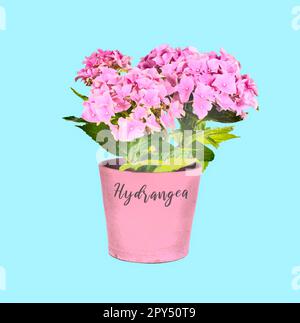 Plante à fleurs Hydrangea macrophylla en pot de fleurs. Illustration aquarelle. Banque D'Images