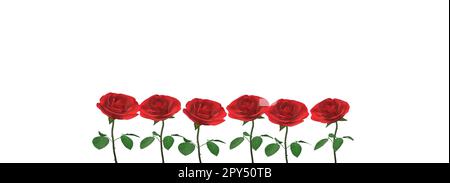Roses romantiques rouges isolées sur fond blanc avec espace pour le texte. Banque D'Images