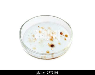 Boîte de Pétri avec colonie de bactéries isolée sur blanc Banque D'Images