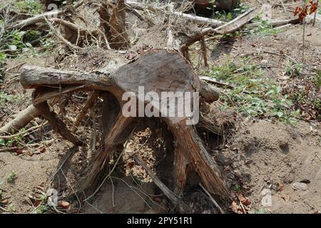 Vue d'une ancienne surface de coupe d'une souche d'arbre excavée. Cette souche a été creusée avec les racines est placée sur le sol dans une zone déboisée Banque D'Images