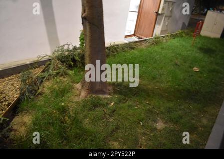 Chat à côté de l'arbre dans le jardin de la mer à Varna. Banque D'Images