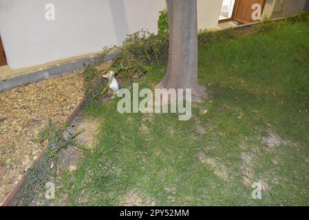 Chat à côté de l'arbre dans le jardin de la mer à Varna. Banque D'Images