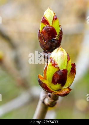Les bourgeons de châtaignier, Aesculus hippocastanum, se ferment à la journée ensoleillée au début du printemps Banque D'Images