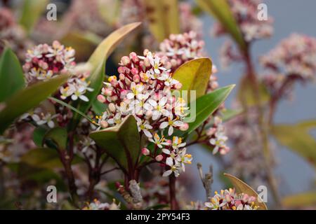 Gros plan sur la skimmia japonaise. Banque D'Images