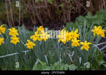 photo de nombreux jonquilles jaunes qui poussent dans une clairière Banque D'Images