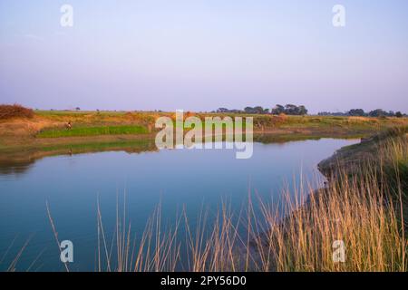 Canal Arial View avec herbe verte et végétation reflétée dans l'eau à proximité de la rivière Padma au Bangladesh Banque D'Images