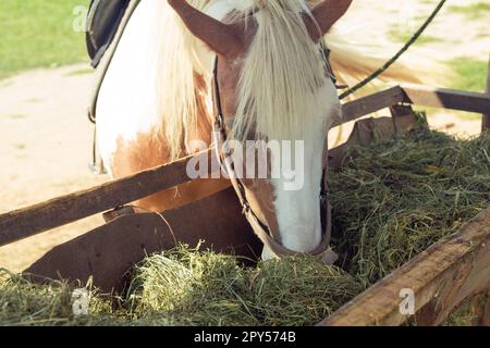 Cheval brun mangeant de l'herbe verte sèche à la ferme. Gros plan, vue latérale. Le museau équin mâche des aliments à l'extérieur dans les enclos. Banque D'Images