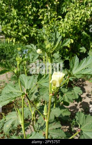 la plante d'okra et l'okra se forment sur elle, la plante naturelle d'okra, le potager d'okra, la culture d'okra Banque D'Images