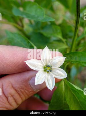 poivrons fleuris dans le jardin, fleur de poivre, piment chaud mariné, poivre chaud pour la sauce Banque D'Images