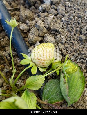 cultivez des fraises naturelles dans le sol, des fraises vertes crues en gros plan, des fraises non mûres Banque D'Images