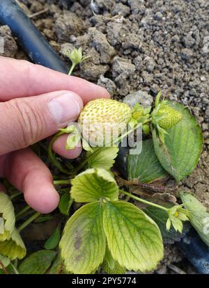 cultivez des fraises naturelles dans le sol, des fraises vertes crues en gros plan, des fraises non mûres Banque D'Images