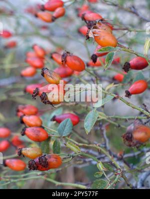 baies de rosehip fraîches pour faire de la confiture et de la marmelade, baies de rosehip mûres Banque D'Images