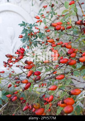 baies de rosehip fraîches pour faire du thé, mûrissement des baies de rosehip Banque D'Images