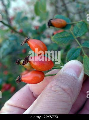 baies de rosehip fraîches pour faire de la confiture et de la marmelade, baies de rosehip mûres Banque D'Images