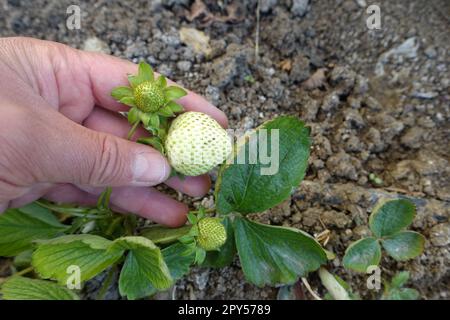 cultivez des fraises naturelles dans le sol, des fraises vertes crues en gros plan, des fraises non mûres Banque D'Images