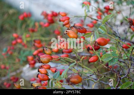 baies de rosehip fraîches pour faire de la confiture et de la marmelade, baies de rosehip mûres Banque D'Images