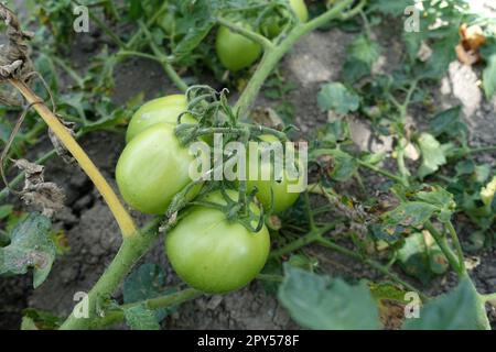 culture de tomates en gros plan, tomates vertes prêtes à mûrir, culture naturelle de tomates Banque D'Images