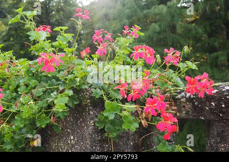 Géranium pélargonium à ivée rose en fleurs, conception verticale de l'aménagement paysager des rues et des parcs. Belles fleurs de géranium de grand pélargonium cranesbill. Floriculture et horticulture. Banja Koviljaca. Banque D'Images