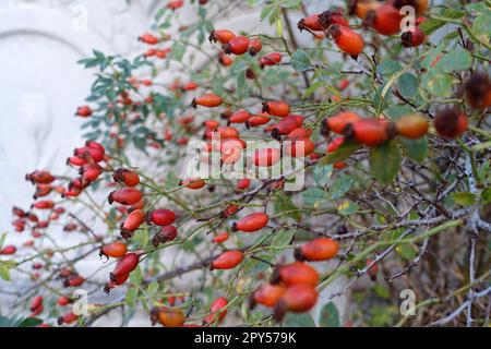 baies de rosehip fraîches pour faire de la confiture et de la marmelade, baies de rosehip mûres Banque D'Images