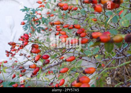 baies de rosehip fraîches pour faire du thé, mûrissement des baies de rosehip Banque D'Images