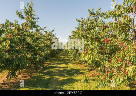 Verger de cerisier, rangées d'arbres mûrs, cerises douces, Kressbronn, Lac de Constance, Bade-Wurtemberg, Allemagne Banque D'Images