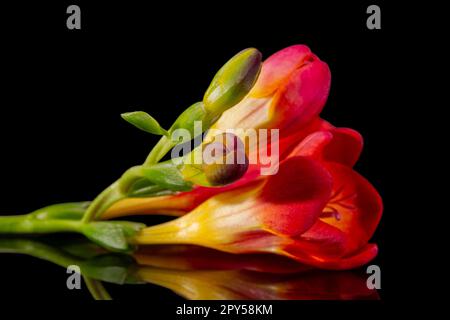 Tige unique d'une fleur rouge freesia isolée sur fond noir, gros plan Banque D'Images