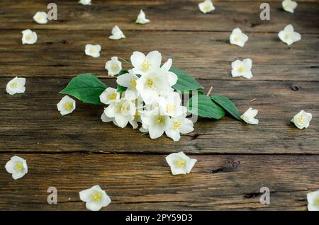 Fond floral avec fleurs de jasmin blanches sur une planche en bois. Banque D'Images