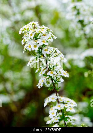 Gros plan de la masse de fleurs blanches sur un arbuste Spirea Banque D'Images